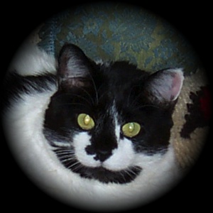 Zoe the Manx